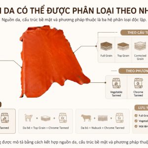Ba lớp phân loại da thật
